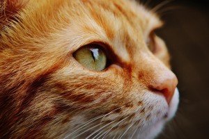 Мяу по‑русски: о чем говорят кошки