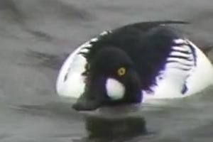Водоплавающие птицы зимуют в Коломенском на полынье реки Москвы
