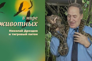 История мелодии из телепередачи «В мире животных»