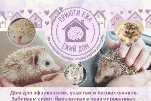Помощь Ёжикам