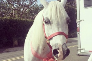 Звукозаписывающая компания подарила Леди Гаге лошадь
