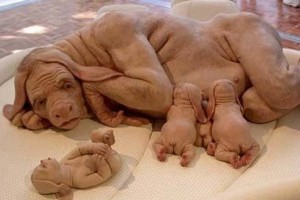 Скульптура, которую приняли за гибрид человека и собаки