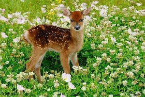 Тюмень — ворота в Сибирь