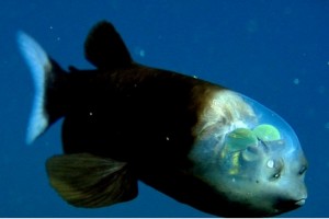 Рыба с прозрачной головой поразила ученых
