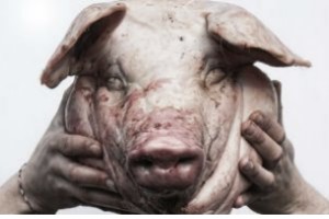 Первый гибрид человека и свиньи создан в США