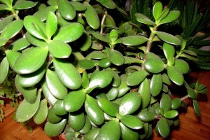 ДЕНЕЖНОЕ ДЕРЕВО: СЕКРЕТ АКТИВАЦИИ ФОРМУЛЫ БОГАТСТВА( Пчёлка)