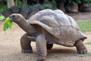 МЕЖДУНАРОДНЫЙ ДЕНЬ ЧЕРЕПАХИ