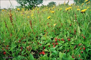 Летний поход по роскошным лугам с полевыми цветами.