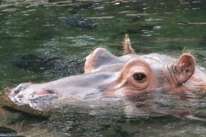 Умер самый старый в мире бегемот