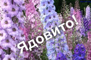 Будьте осторожны: 12 смертельно опасных садовых растений