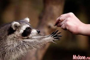 Енот: обаятельный хулиган, виртуозный воришка или милое домашнее животное?