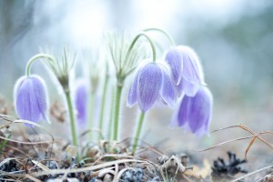 Секреты счастья для разных знаков зодиака(От Пчёлки)