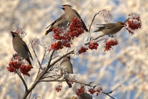 Совет дня для каждого знака зодиака(От Пчёлки)