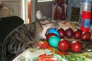 Disco и пасхальное обновление