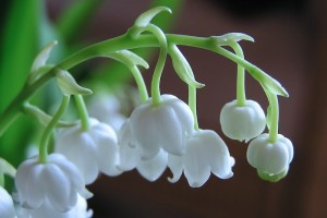 Интересные факты о ландыше