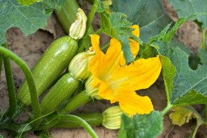 Сезон: новые вкусные рецепты из кабачков