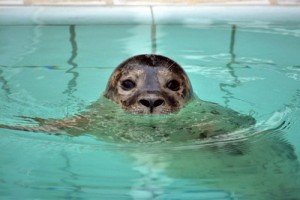 Марк Хэмилл потребовал авторские от тюленя, исполняющего музыку из «Звездных войн»