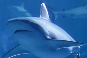 Kiss сыграют концерт для акул