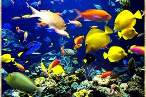 Идеальные партнеры по знаку зодиака для Овна(От Пчёлки)