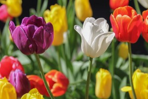 3 самых хитрых знака ЗодиакаОт Пчёлки)