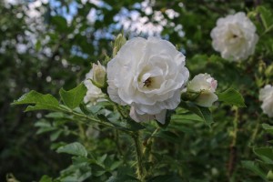 4 пары знаков зодиака, которым нужно иногда отдохнуть друг от друга (От Пчёлки)