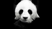 Listen to radio panda
