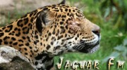 Listen to radio Jaguar Fm