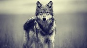 Слушать радио Wild wolves