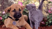Listen to radio Petwar-Cat and Dog