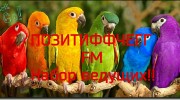 Listen to radio ПоЗиТиФФчеГГ FM