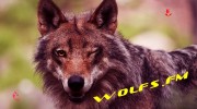 Слушать радио Wolfs_FM