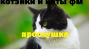 Слушать радио котэйки и ктоы фмка