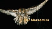 Слушать радио The Maradeurs
