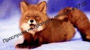 Слушать радио !_The Fox_!