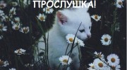 Слушать радио tumblr princess