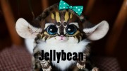 Слушать радио Jellybean