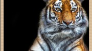 Слушать радио КОРОЛЕВА КРАСОТЫ