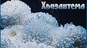 Слушать радио Хризантема