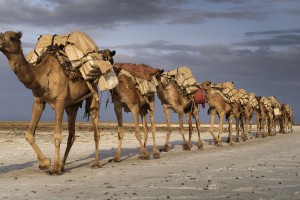 Атаки верблюдов продолжаются, а владелец "кораблей пустыни" отказывается контролировать своих животных. 