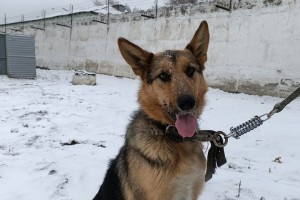 Уличного пса взяли на службу в полицию Карагандинской области