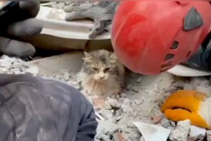Кот выжил после землетрясения и вернулся к хозяева