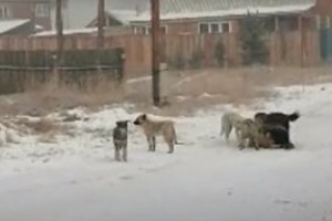 В Астрахани произошло очередное нападение собак на ребенка. На этот раз ЧП произошло на улице Боевая, 83 в Советском районе. 