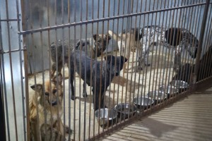 Пока власти планировали, частные инвесторы построили приют для собак в городе Харабали. 