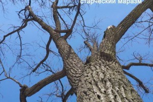 Рецензия: «Кирпичи» - «Старческий маразм»