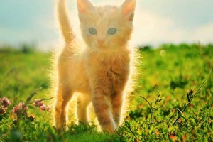 Солнечный котёнок