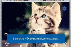 8 августа Всемирный день кошек