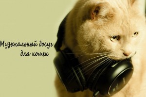 Музыкальный досуг для кошек.