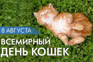 Всемирный день кошек 