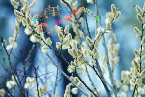 Прокоп-зимний