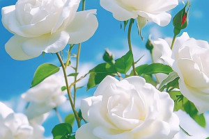 Минутка мудрых мыслей на радио Камертон 